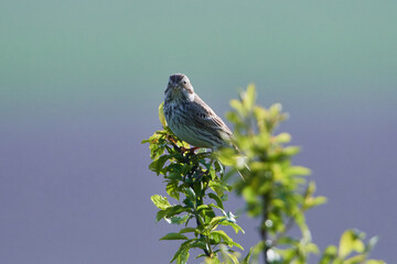 	
Grauammer auf einer Sitzwarte	
