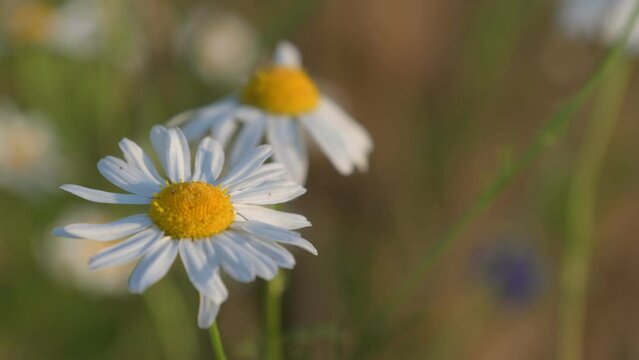A chamomile flower gently sways in the breeze, nestled between expansive grain fields.