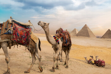 Pyramids of Giza , camels, sunset in Egypt