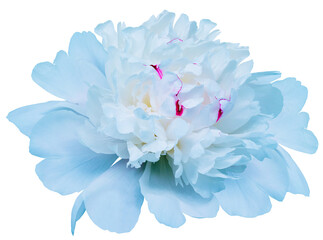 Blue  peony flower on isolated background. Closeup. For design. . Transparent background. Nature