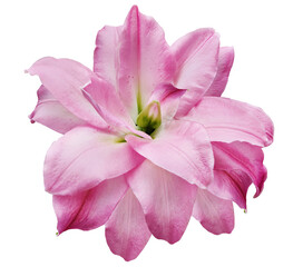 Lily  flower  on  isolated background with clipping path.  Closeup. For design. View from above.  Nature.