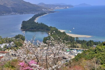 Fototapeta premium 桜の天橋立 天橋立ビューランド