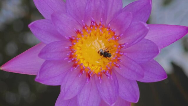 insect on lotus flower