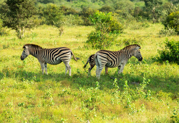 zebra wild animals iin kruger national park - 770519900