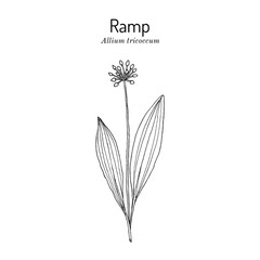 Wood Leek, or Ramp (Allium tricoccum), medicinal and edible plant. Hand drawn botanical vector illustration
