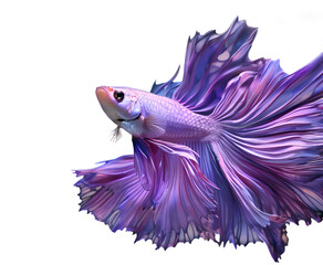 amazing bright purple Betta fish male with long tail and fins posing against white background. close up. studio shot. Ai generated