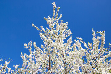 Branches with flowers of Prunus domestica (mirabelle) on blue sky background