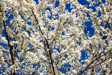 Branches with white plum blossoms on blue sky background