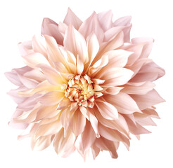 Dahlia. Flower on  isolated background with clipping path.  For design.  Closeup.  Transparent background. Nature.