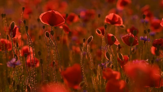 Flowers and buds of a blooming poppy in a red field at sunset in a picturesque scenery of rural fields and landscapes