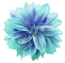 Turquoise   dahlia.   Flower on  isolated background with clipping path.  For design.  Closeup.  Transparent background.  Nature.