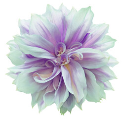 Dahlia. Flower on  isolated background with clipping path.  For design.  Closeup. Transparent...