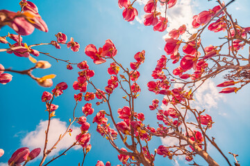 Beautiful magnolia tree blossom in springtime. Tender pink flowers bathing in sunlight under blue sunny sky. Warm spring April weather. Magnolia pink blossom tree flowers, close up nature outdoors