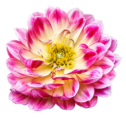 Flower dahlia. Flower on isolated background with clipping path.  For design.  Closeup.  . Transparent background.    Nature.