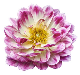 Flower dahlia. Flower on  isolated background with clipping path.  For design.  Closeup.  Nature. - 770527568