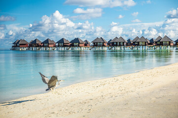 Fantastic beach landscape with wildlife in calm blue lagoon bay in luxury island resort hotel, Maldives water villas and Heron bird fly. Tropical paradise view and summer vacation tourism destination