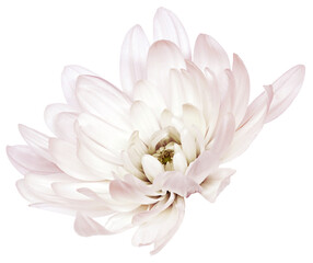 White  Chrysanthemum flower  on isolated background Closeup.. Transparent background.  Nature. - 770528510