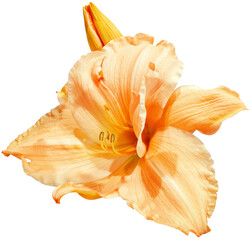 Lily    flower  on    isolated background.  Closeup. For design. Transparent background.   Nature.