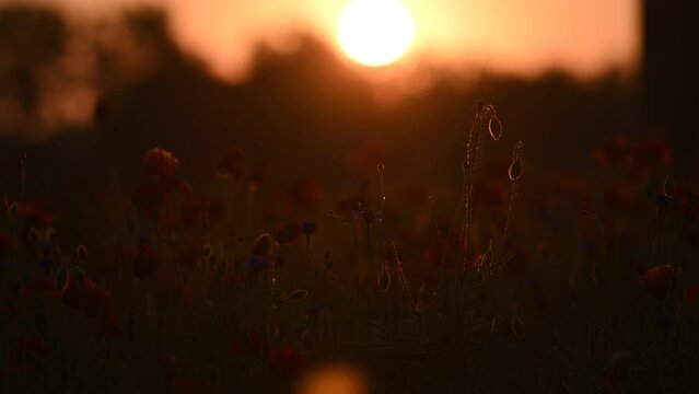 Poppy buds in the warm rays of the rising sun in a field near the forest