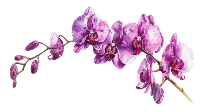 purple orchid flowers watercolor illustration isolated on white background