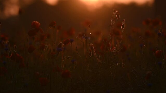 Poppy flowers and buds sprinkled with dew in the morning in the rays of the rising sun