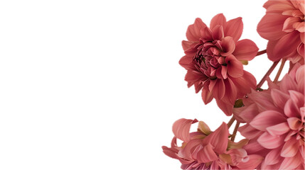 foto of light red and pink dahlias flowers on transparent background