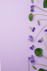 Set of viola odorata flowers. Flower and leaf on white background. Top view, flat lay. Space for text.