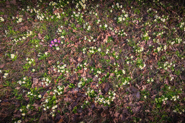sol tapis de petite fleurs au printemps