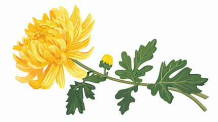 Painted yellow chrysanthemum vector flat vector isola - obrazy, fototapety, plakaty