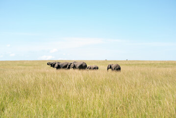 Elephants walinkg on the high grass of the kenyan savanna