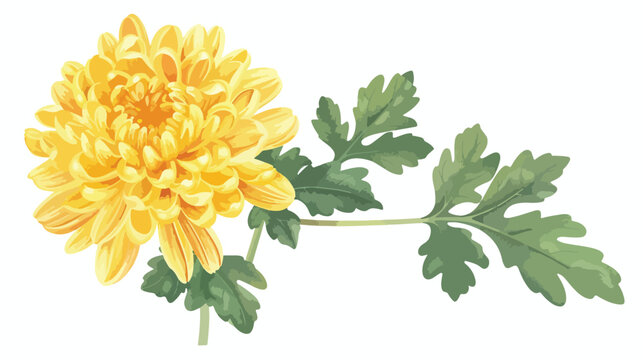 Painted yellow chrysanthemum vector flat vector isola