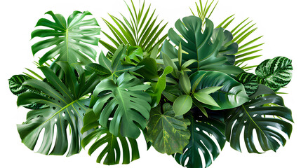 Fototapeta na wymiar Green leaves of tropical plants bush (Monstera, palm, rubber plant, pine, bird's nest fern). Transparent, cutout, or clipping path