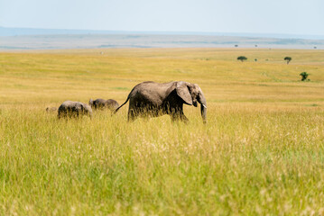 Elephants one of the big five in kenya savanna