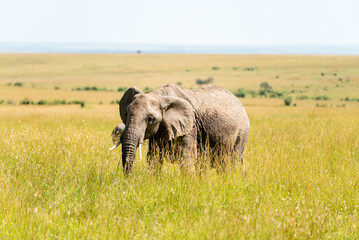 Elephants one of the big five in kenya savanna