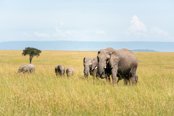 Naklejka na ściany i meble Elephants one of the big five in kenya savanna