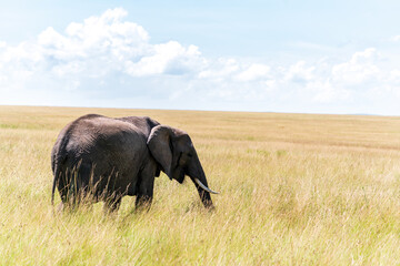 Kenya Amboseli is the paradise of elephants