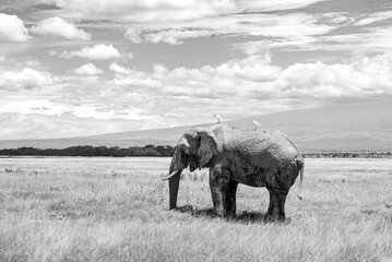 Kenya Amboseli is the paradise of elephants