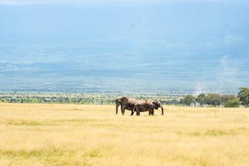 Kenya Amboseli is the paradise of elephants