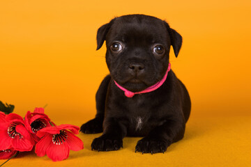 American Staffordshire Bull Terrier dog puppy with red poppies in a yellow background