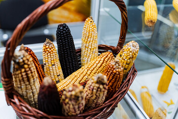 Wicker storage basket with yellow corn cobs, a staple food