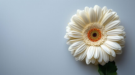 Single white gerbera daisy on a gray background with copy space. - obrazy, fototapety, plakaty