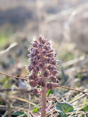 Purple Butterbur Plant Petasites Hybridus Flowering in Nature in Early Spring.