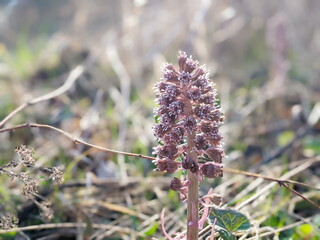 Purple Butterbur Plant Petasites Hybridus Flowering in Nature in Early Spring.