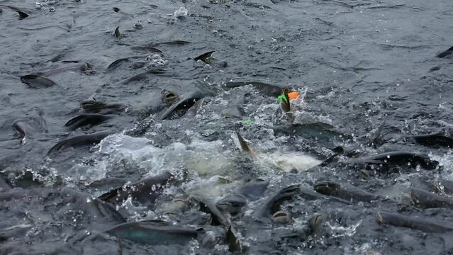 Siriped catfish farming industry. Don't invest a lot. Find an area abundance water of siriped catfish. Then he threw bread for the fish to eat every day, Can be caught and sold