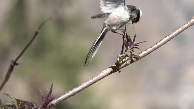 Long-tailed tit (Aegithalos caudatus) codib&ugrave;gnolo