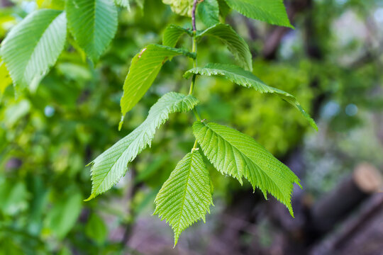 Branch of field elm with fresh leaves in selective focus