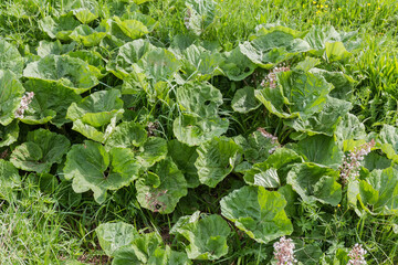 Fresh leaves of burdock among the different grass