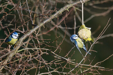 Blaumeise (Cyanistes caeruleus) an der Futterstelle