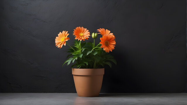 plants flowers in a pot on a black background.copy space