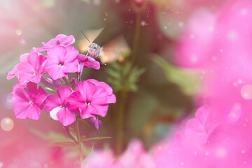 Hummingbird hawk-moth feeding on nectar from purple phlox flowers. Magical Nature photography....